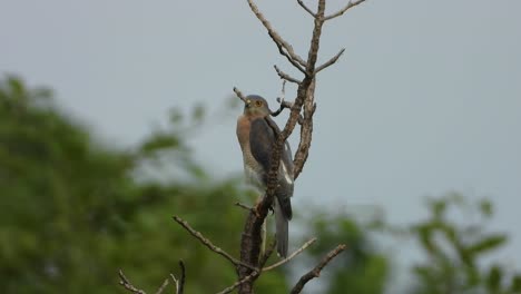 Hawk-waiting-for-pray-mp4-UHD-4k