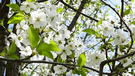 Blooming-cherry-trees