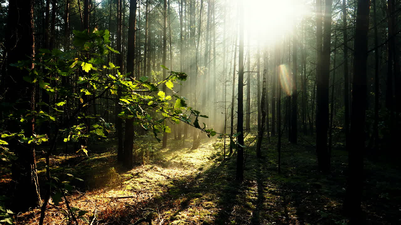 el sol brilla a través de los árboles en un bosque de niebla natural - lapso de tiempo
