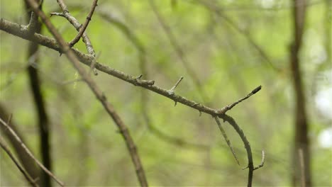 Curruca-Arrugada-Amarilla-Setophaga-Coronata-Pájaro-Sentado-En-La-Rama-De-Un-árbol-Del-Bosque-Volando-Hacia-Abajo-Fuera-De-Tiro