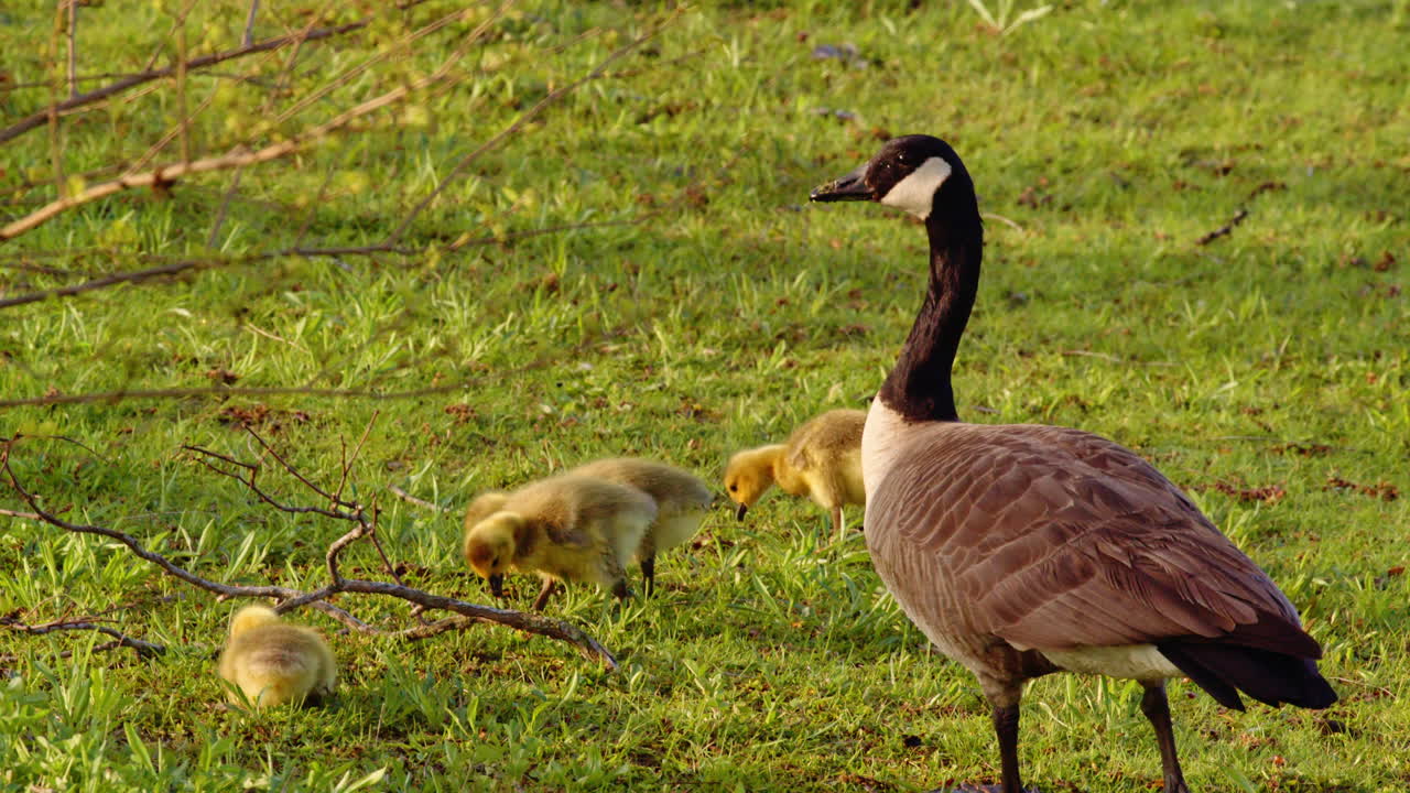 A slow-motion journey through the first moments of a gosling’s life.