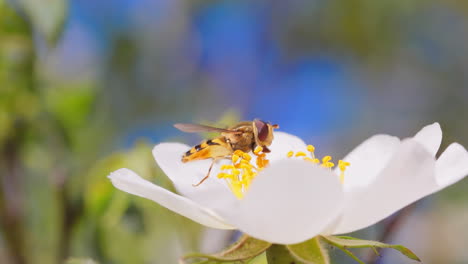 Schwebfliegen,-Blumenfliegen-Oder-Schwebfliegen,-Insektenfamilie-Syrphidae.-Sie-Tarnen-Sich-Als-Gefährliche-Insekten-Wespen-Und-Bienen.-Die-Erwachsenen-Tiere-Vieler-Arten-Ernähren-Sich-Hauptsächlich-Von-Nektar-Und-Pollenblüten.