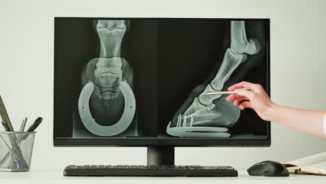 horse leg x-ray diagnosis
