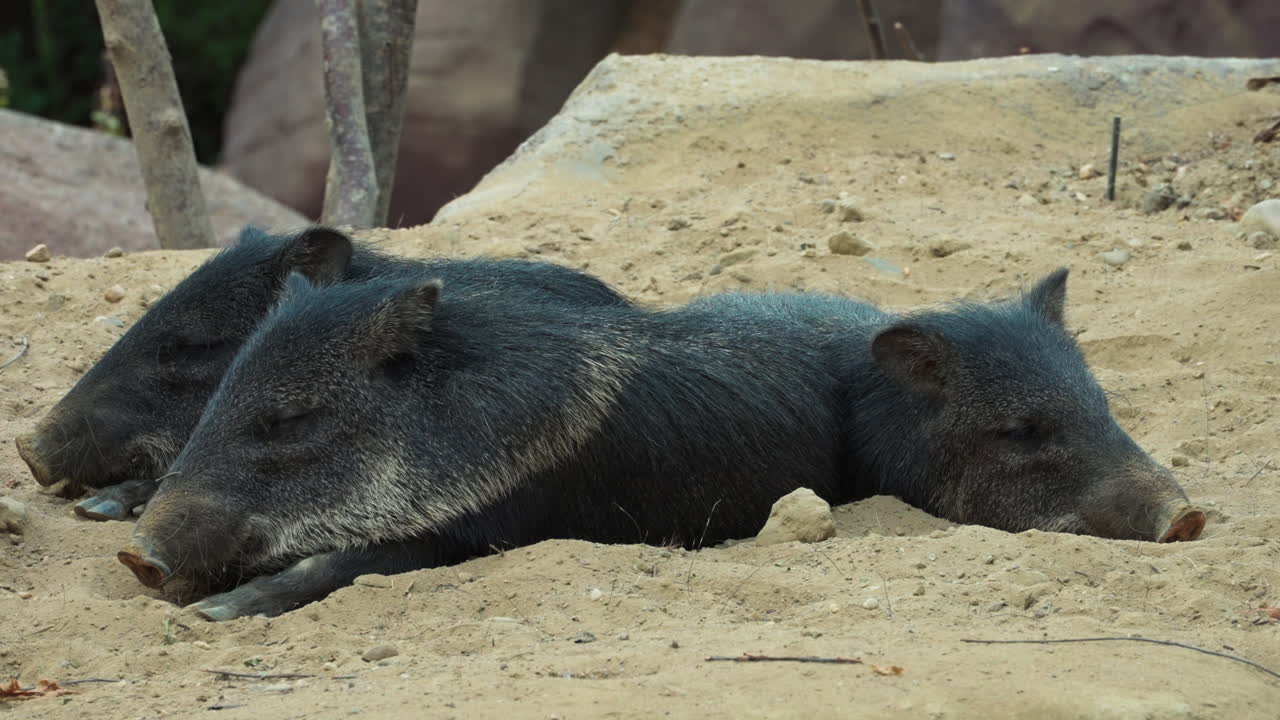 Black color boars sleeping, front view