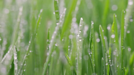 green grass close-up super macro shooting.