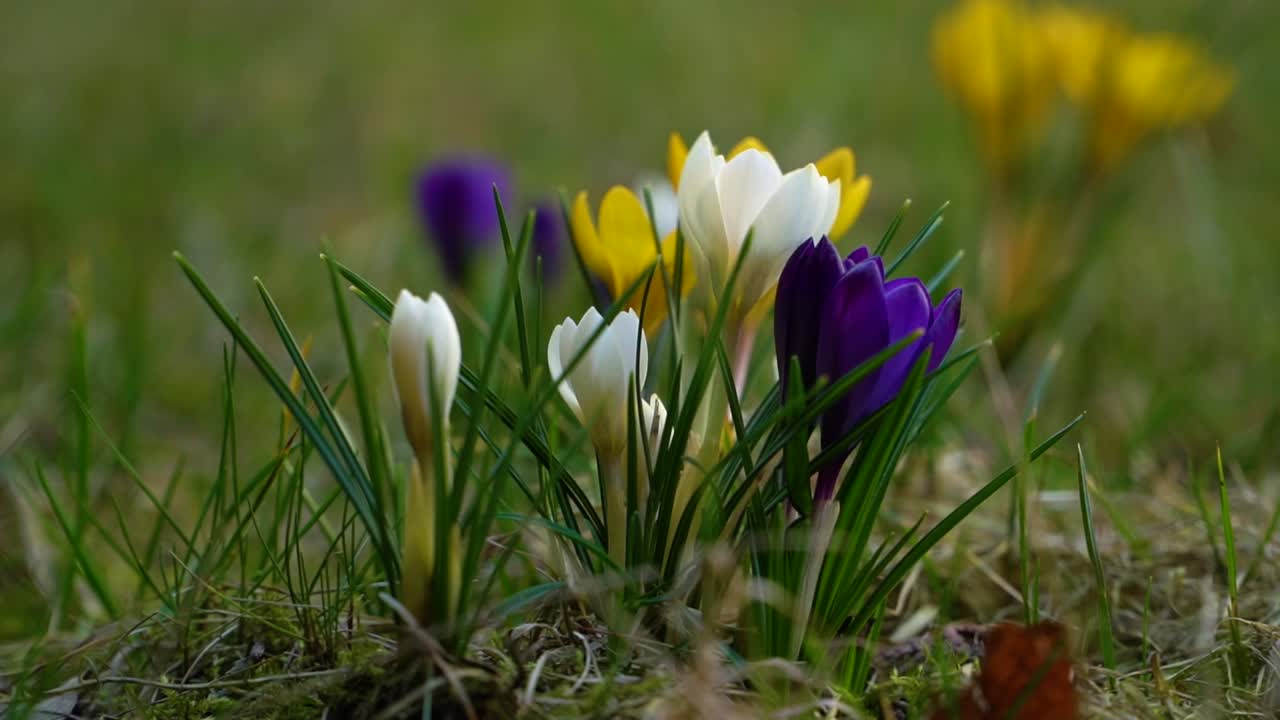 куча ярко окрашенных цветущих крокусов, растущих между травой и мхом