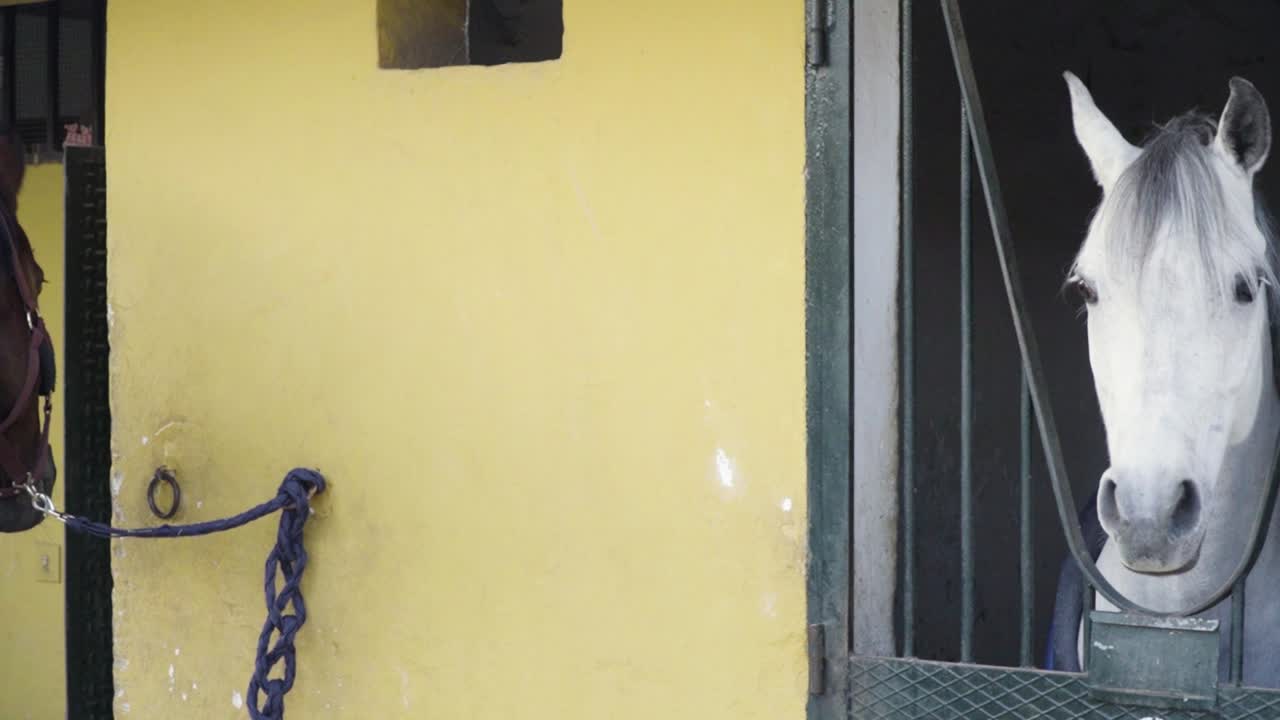 vista panorámica en cámara lenta de un caballo blanco y un caballo marrón mirando la cámara mientras están en el establo