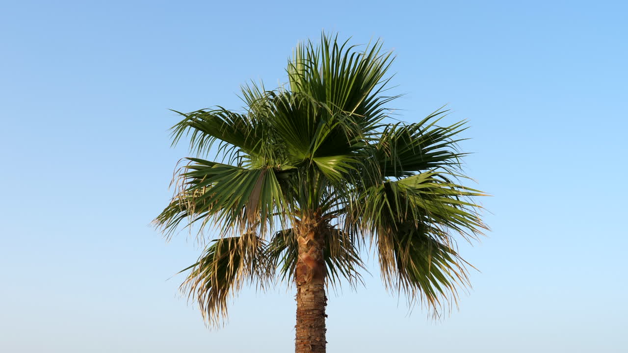 parte de hojas de palma contra el cielo azul al atardecer
