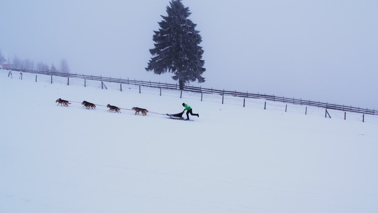 Drone shot of a musher and a pair of huskies dogs pulling a sled up a hill in dense fog, passing a wooden fence