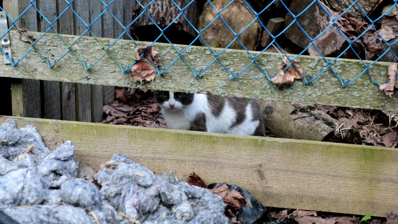 고양이는 구을 고 창고로 들어갔다.