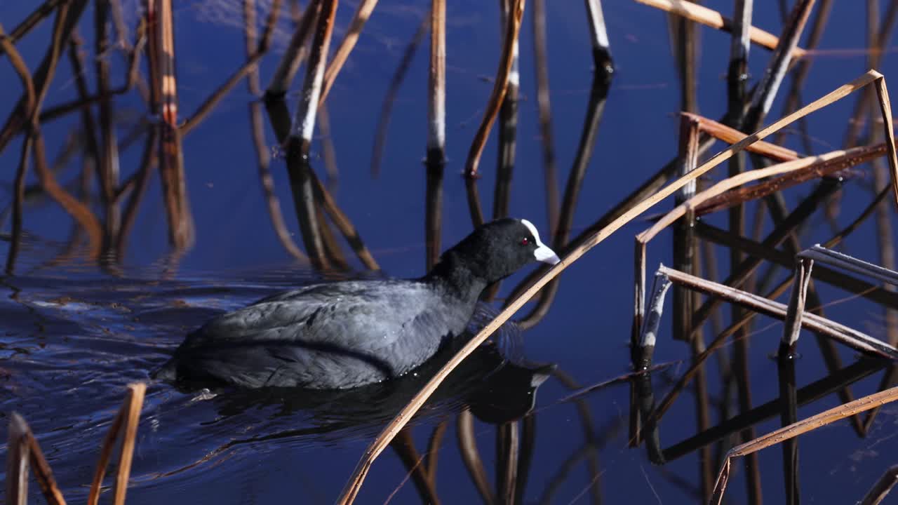 pájaro nadando en medio de cañas en aguas tranquilas