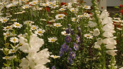 Slow-pan-across-white-fox-gloves-and-white-daisies-garden-in-spring