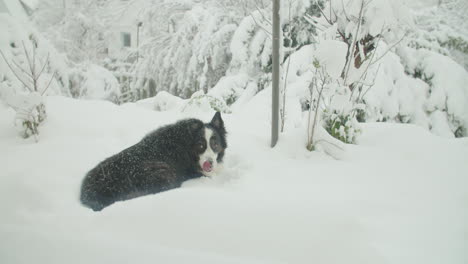 medium wide shot of a cute dog eating snow outside