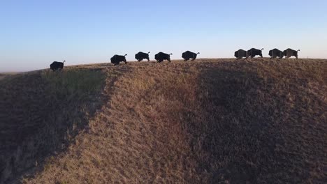 silueta aérea del amanecer: arte de la manada de bisontes de búfalo en la cima de la colina de la pradera