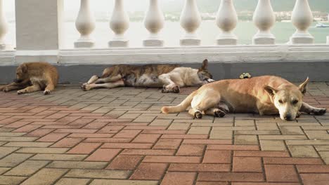 sleeping dogs on a balcony