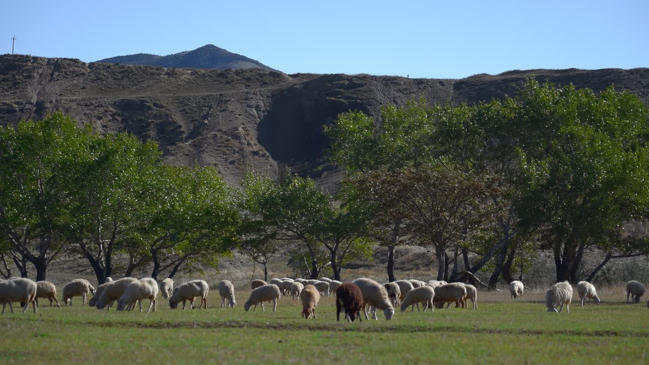 Pecore al pascolo in un campo con alberi e una montagna sullo sfondo