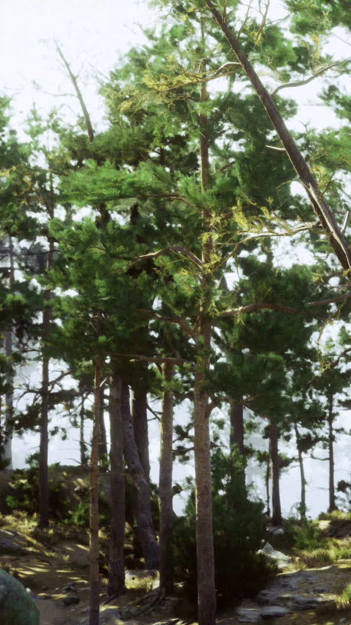 Pini si ergono alti in una foresta vicino a un lago durante una giornata di sole.