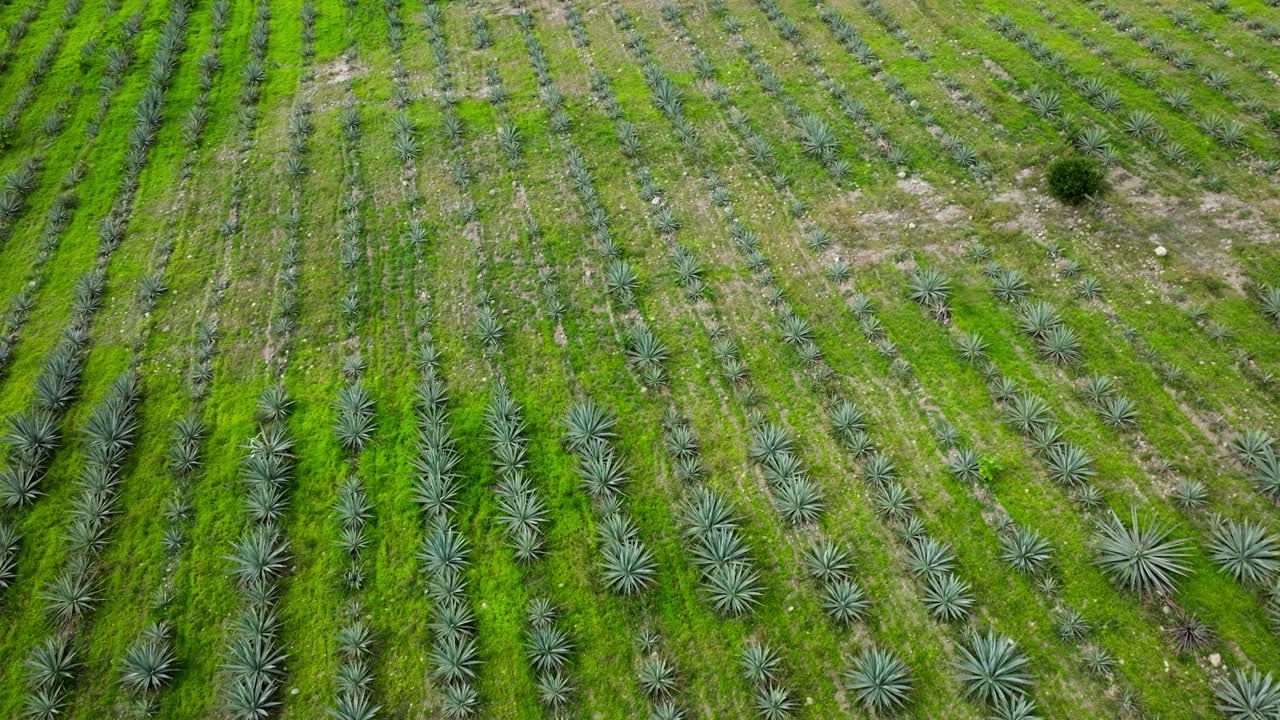 DRONE: CRANE SHOT OF AGAVE FIELDS IN OAXACA