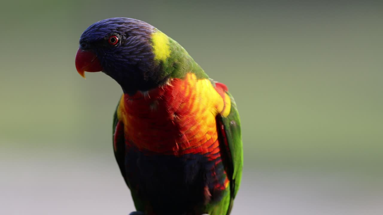 다른 머리 움직임을 보여주는 무새