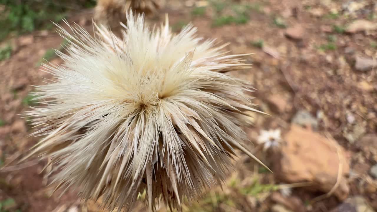 closeup of untkatara thorny weed in india, it is called "Utkantak" in Hindi is known as Camel's Thistle or Globe Thistle