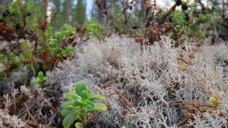 cladonia rangiferina, también conocida como liquen de copa de reno.