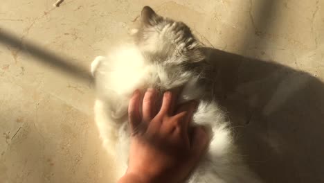 female hand petting a white fluffy cat