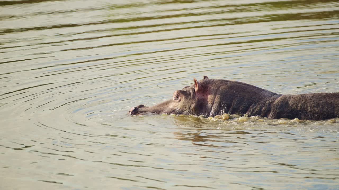 Toma en cámara lenta de un hipopótamo de movimiento lento vadeando y nadando en el río Mara con la cabeza fuera del agua, fauna africana en la Reserva Nacional Maasai Mara, Kenia, animales de safari en África
