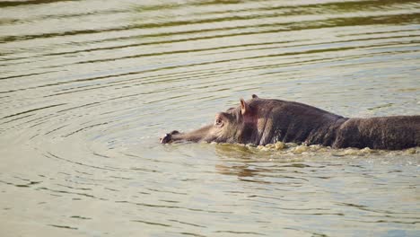 Toma-En-Cámara-Lenta-De-Hipopótamo-Hipopótamo-En-Movimiento-Lento-Vadeando-Y-Nadando-En-El-Río-Mara-Con-La-Cabeza-Sobre-El-Agua,-Fauna-Africana-En-La-Reserva-Nacional-Maasai-Mara,-Kenia,-Animales-De-Safari-En-áfrica