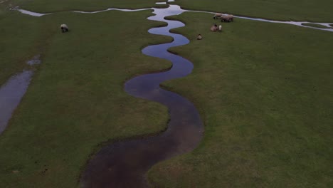 Small-river-in-front-of-Mont-Saint-Michel-with-grazing-sheep,-aerial