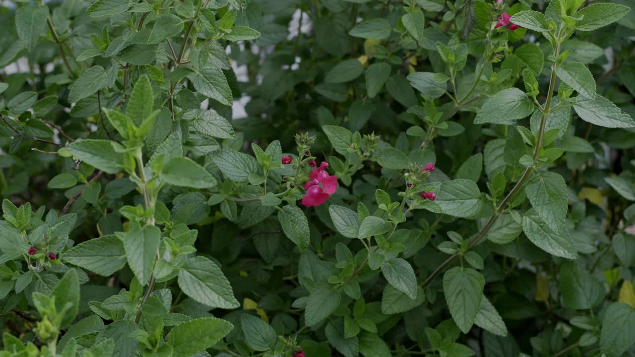 Cute Little Pink Flower Of A Baby Sage Plant Surrounded By Other Plants