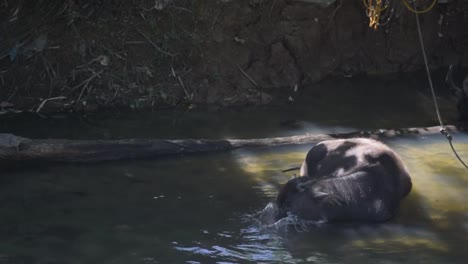 Un-Búfalo-De-Agua-Descansando-En-Un-Río,-Refrescándose