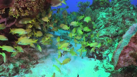 los pargos se acercan a los arrecifes de coral en cozumel, méxico, mar caribe