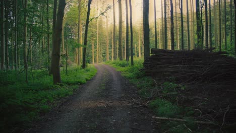 lush forest path in langeland, denmark, with sunlight filtering through trees