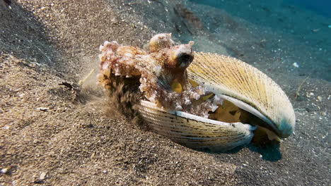 Coconut-octopus-cleaning-its-home---a-clamshell