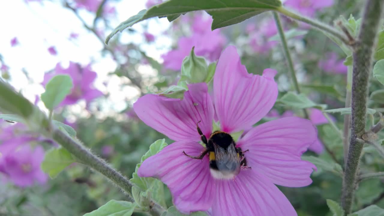 A bumblebee collects pollen from a pink flower in a vibrant, blooming garden