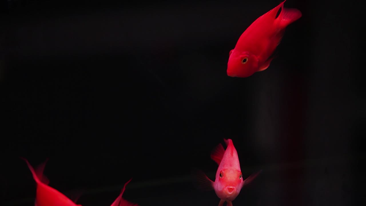hermoso banco de peces disco naranja brillante nadando en un nuevo tanque de peces de acuario