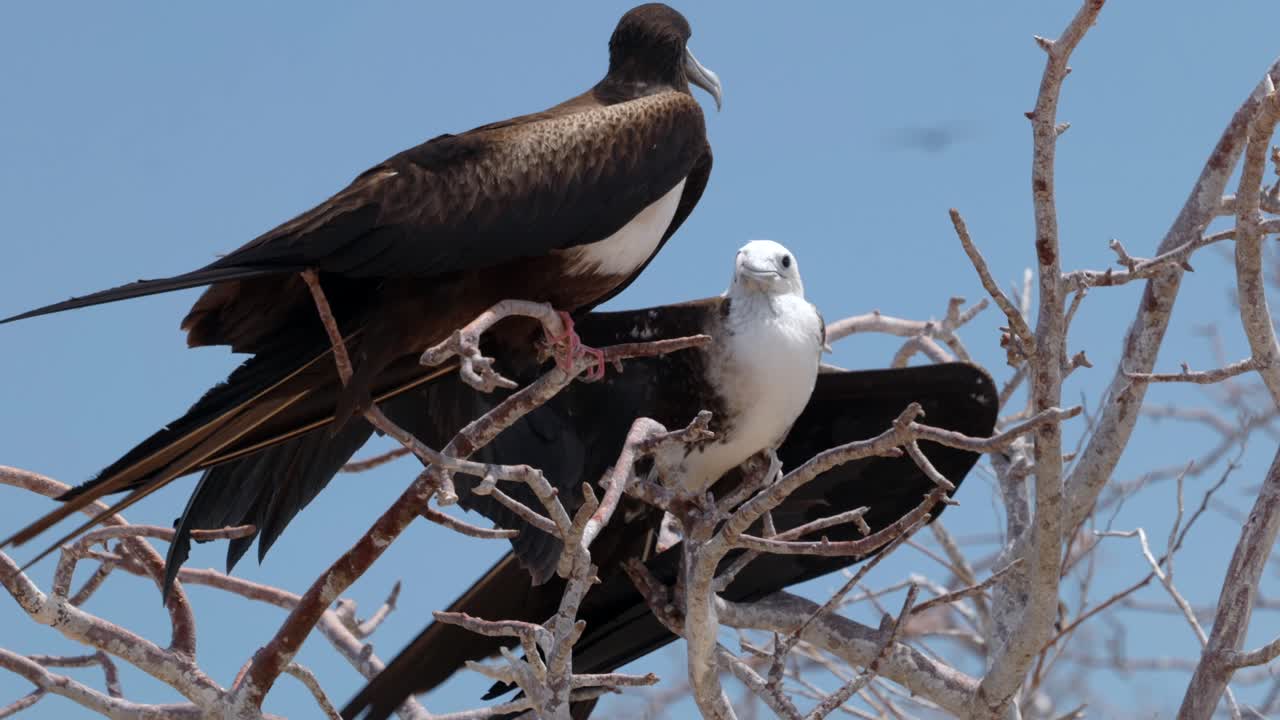 A young magnificent frigatebird begs to be fed by a female frigatebird in a tree on North Seymour Island near Santa Cruz in the Gal&aacute;pagos Islands