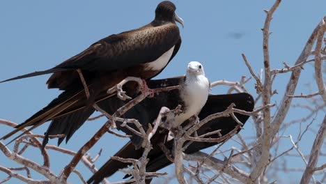 Ein-Junger-Prächtiger-Fregattvogel-Bettelt-Darum,-Von-Einem-Weiblichen-Fregattvogel-In-Einem-Baum-Auf-Der-Insel-North-Seymour-In-Der-Nähe-Von-Santa-Cruz-Auf-Den-Galápagos-Inseln-Gefüttert-Zu-Werden