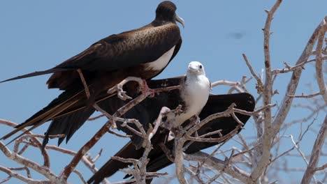 a young magnificent frigatebird begs to be fed by a female frigatebird in a tree on north seymour island near santa cruz in the galápagos islands