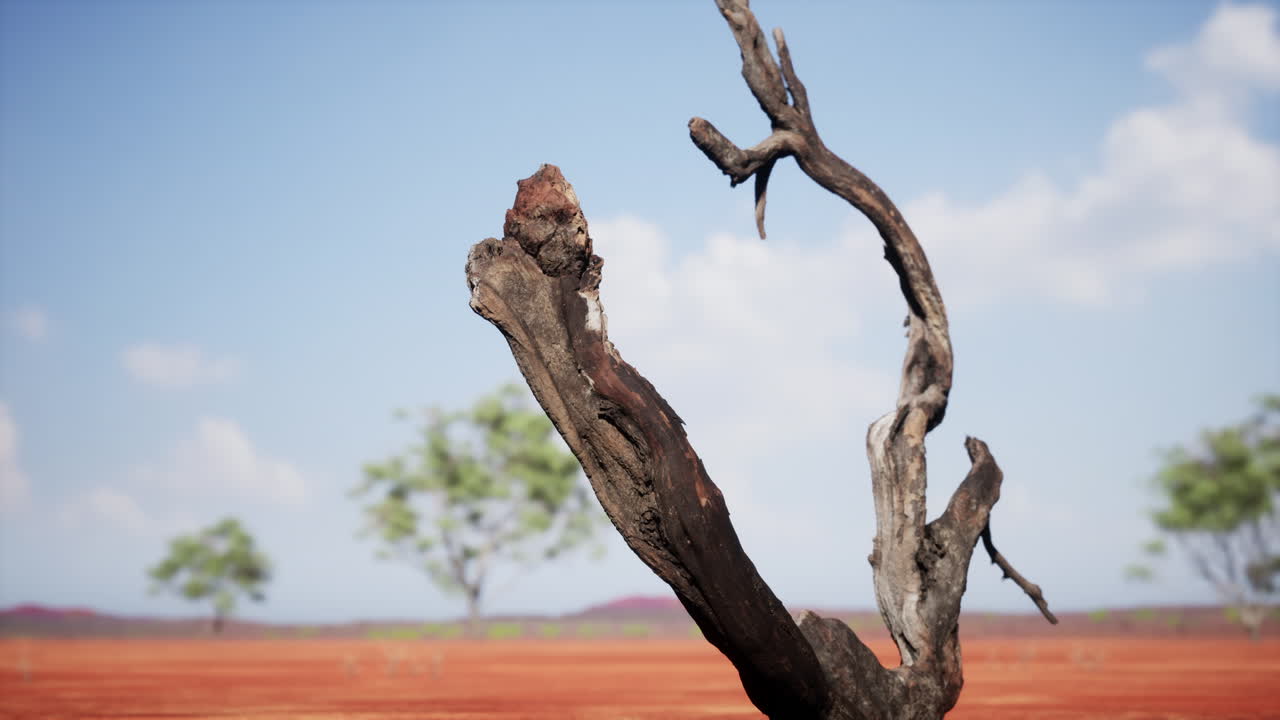 árbol muerto en un paisaje árido