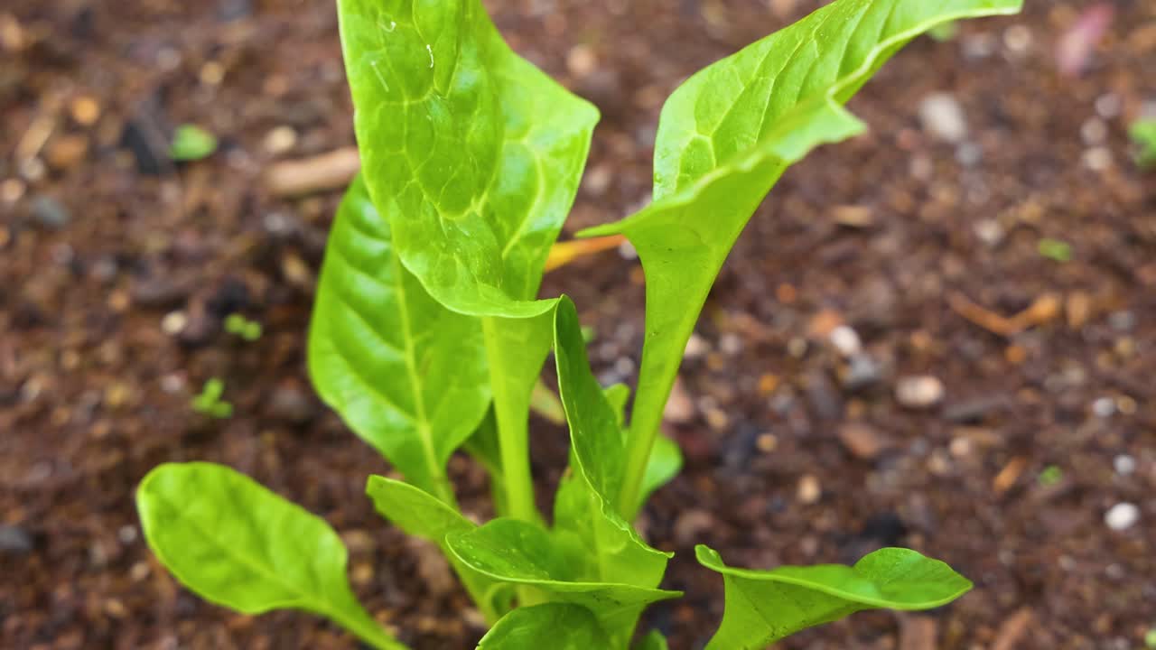 Foglie di spinaci emergono e crescono in un giardino nell'arco di nove secondi, riprese con luce naturale e una telecamera stabile.