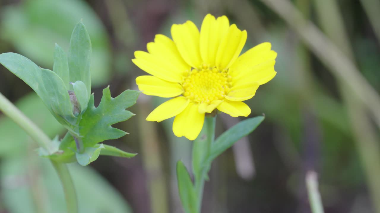 coleostephus myconis conocido como la caléndula de maíz