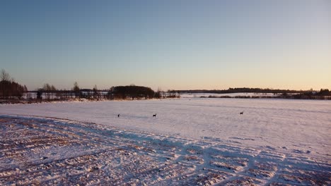Aerial-birdseye-view-at-European-roe-deer-group-standing-on-the-snow-covered-agricultural-field,-winter-evening,-golden-hour,-wide-angle-drone-shot-moving-forward-high