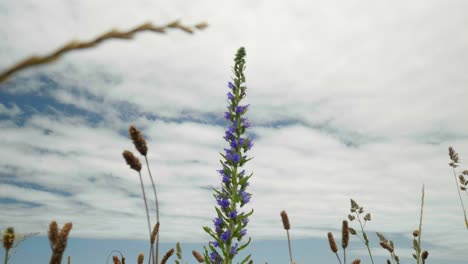 purple floral enchantment: close-up of blooms under dreamy clouds in captivating stock footage