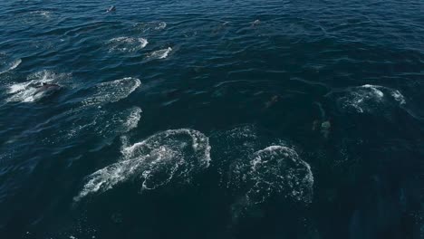 vista de dron de la gran manada de delfines