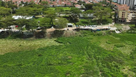 Drone-descending-in-the-green-field-of-water-hyacinth-covering-a-dam-in-slums-of-kibera,-Water-hyacinth-view-from-the-drone,-environmental-pollution-by-water-hyacinth