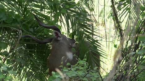 sitatunga, a rare specie of antelope staring in to the camera than turns sideways showing its twisted horns and eating leaves