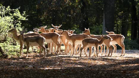 a flock of persian gazelles or gazella subgutturoza standing in a slightly forested area chewing and enjoying the sun falling through the trees