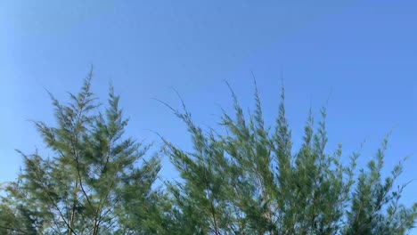 hojas de abeto verde balanceándose en el viento contra el cielo azul con copyspace