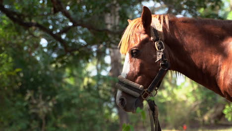 portrait of a healthy and calm brown horse standing under tree shelter with sunlight falling over his face